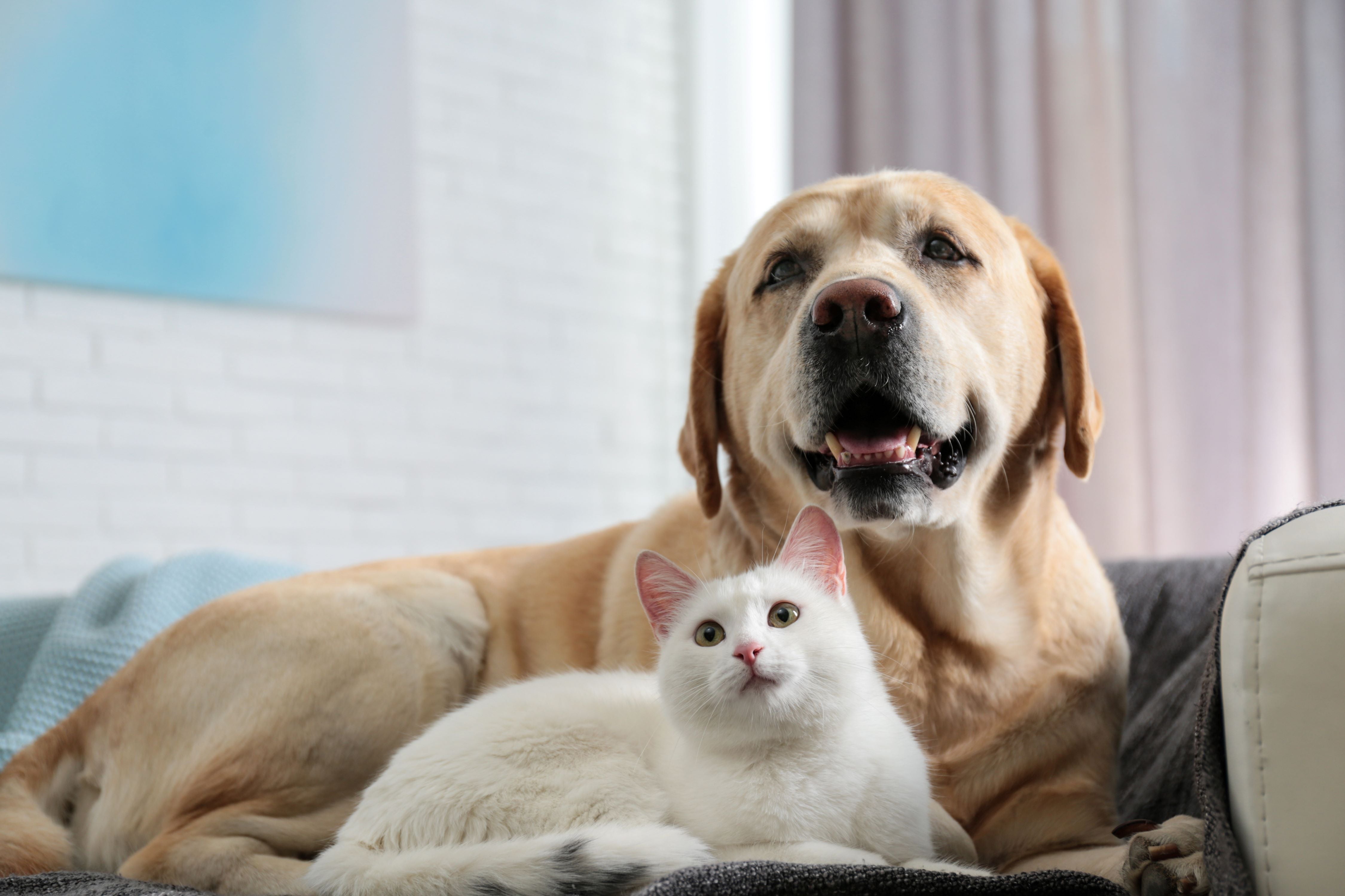 Beiger Hund und weiße Katze sitzen zusammen erwartungsvoll auf einer Couch