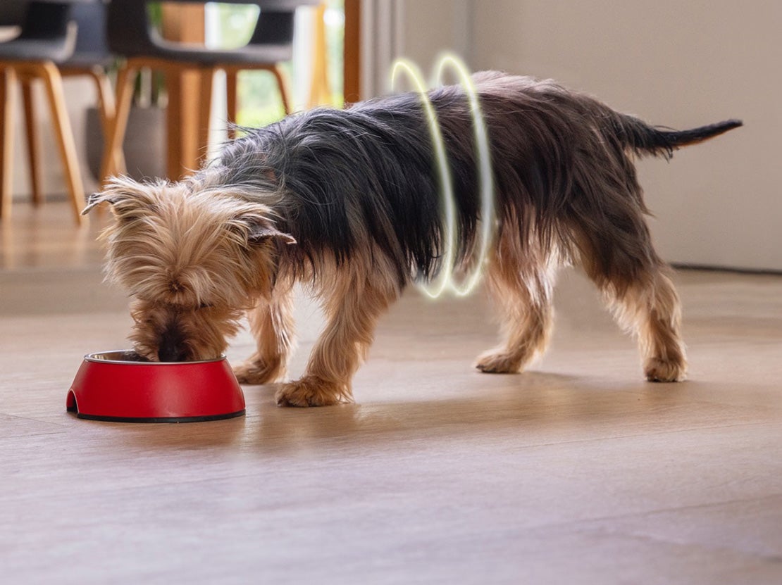 PURINA ONE Dog MINI Produkttest
