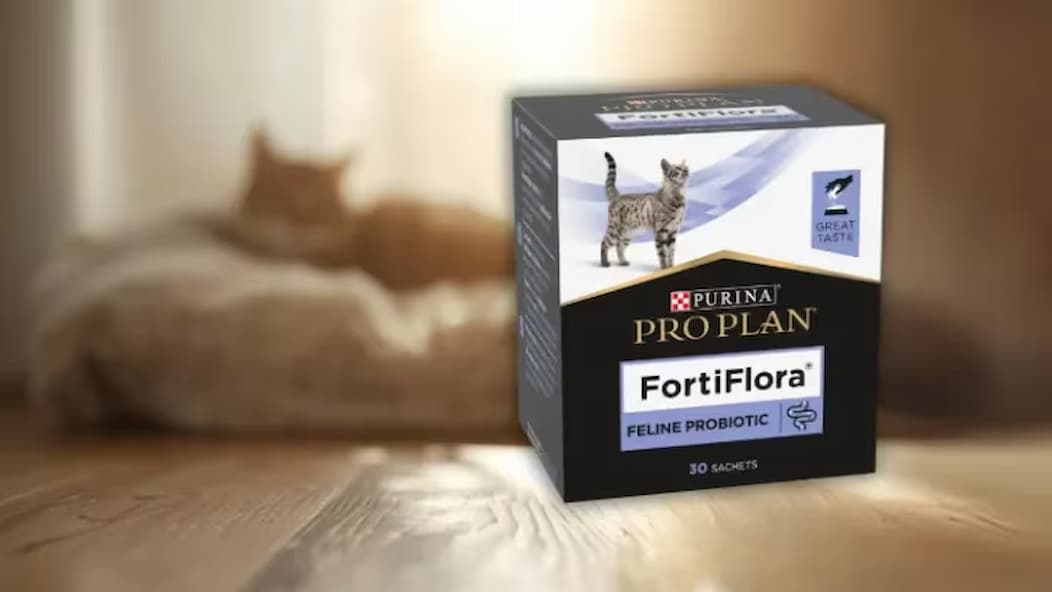 Pro-plan-Katze
