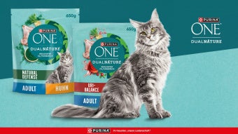 Grau getigerte Katze von der Seite mit DualNature™ Testpaket