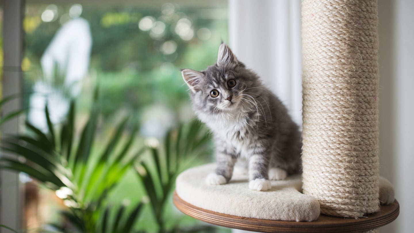 Kostenloser PURINA ONE JUNIOR Produkttest