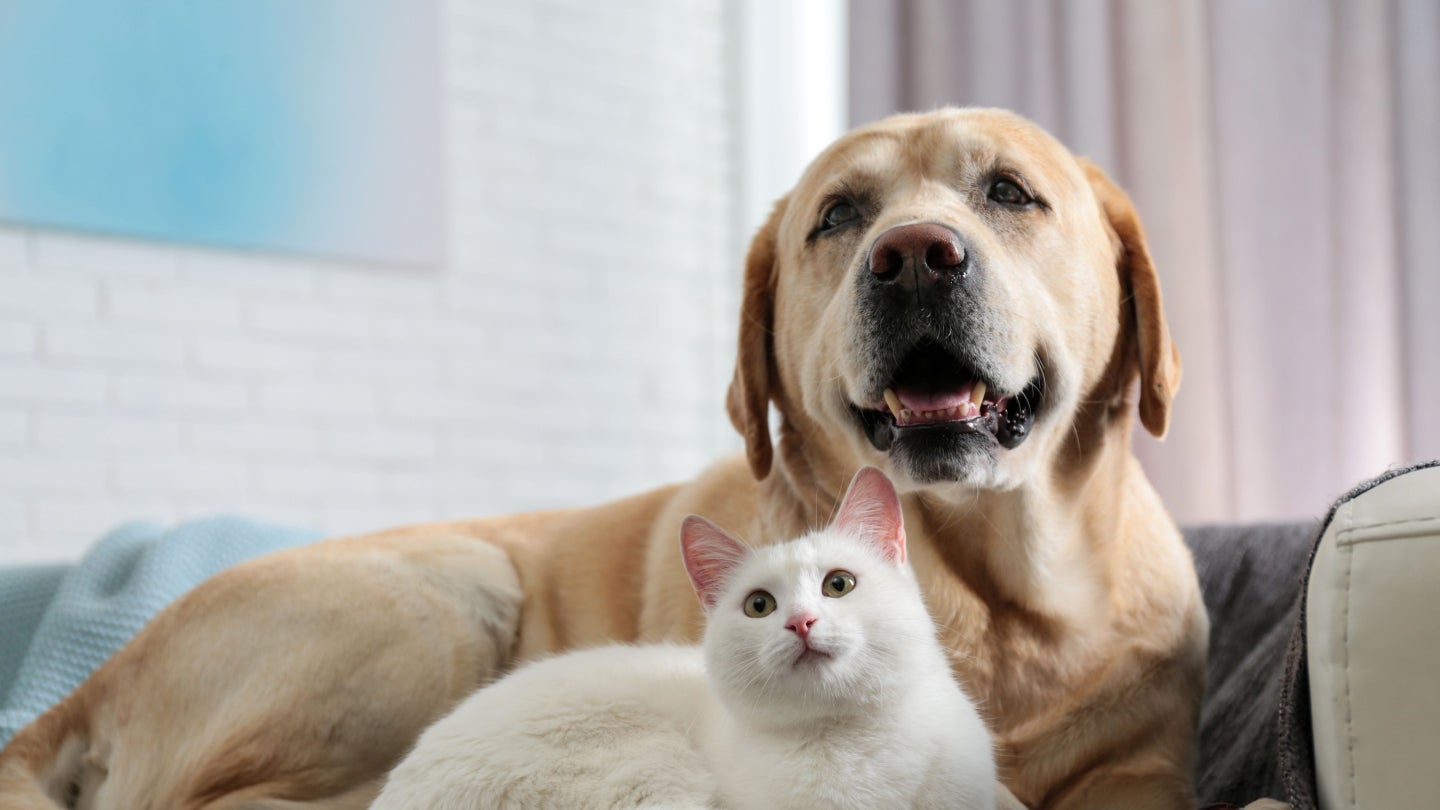 Beiger Hund und weiße Katze sitzen zusammen erwartungsvoll auf einer Couch