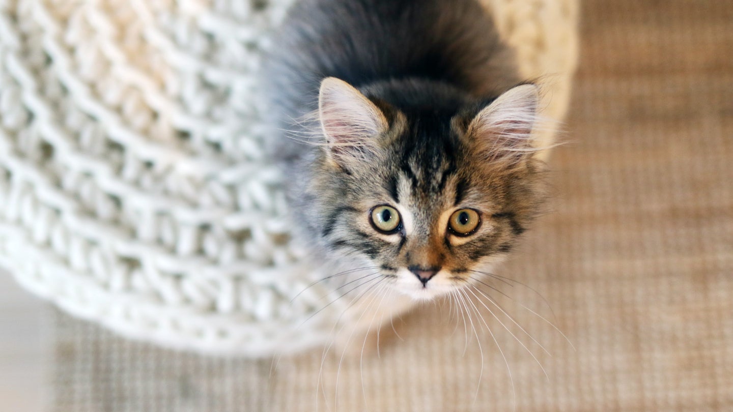 PURINA ONE Club Junior