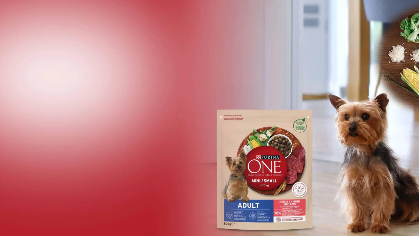 Yorkshire Terrier sitzt neben einer Packung des Purina Hundefutters "Purina One mini/small"