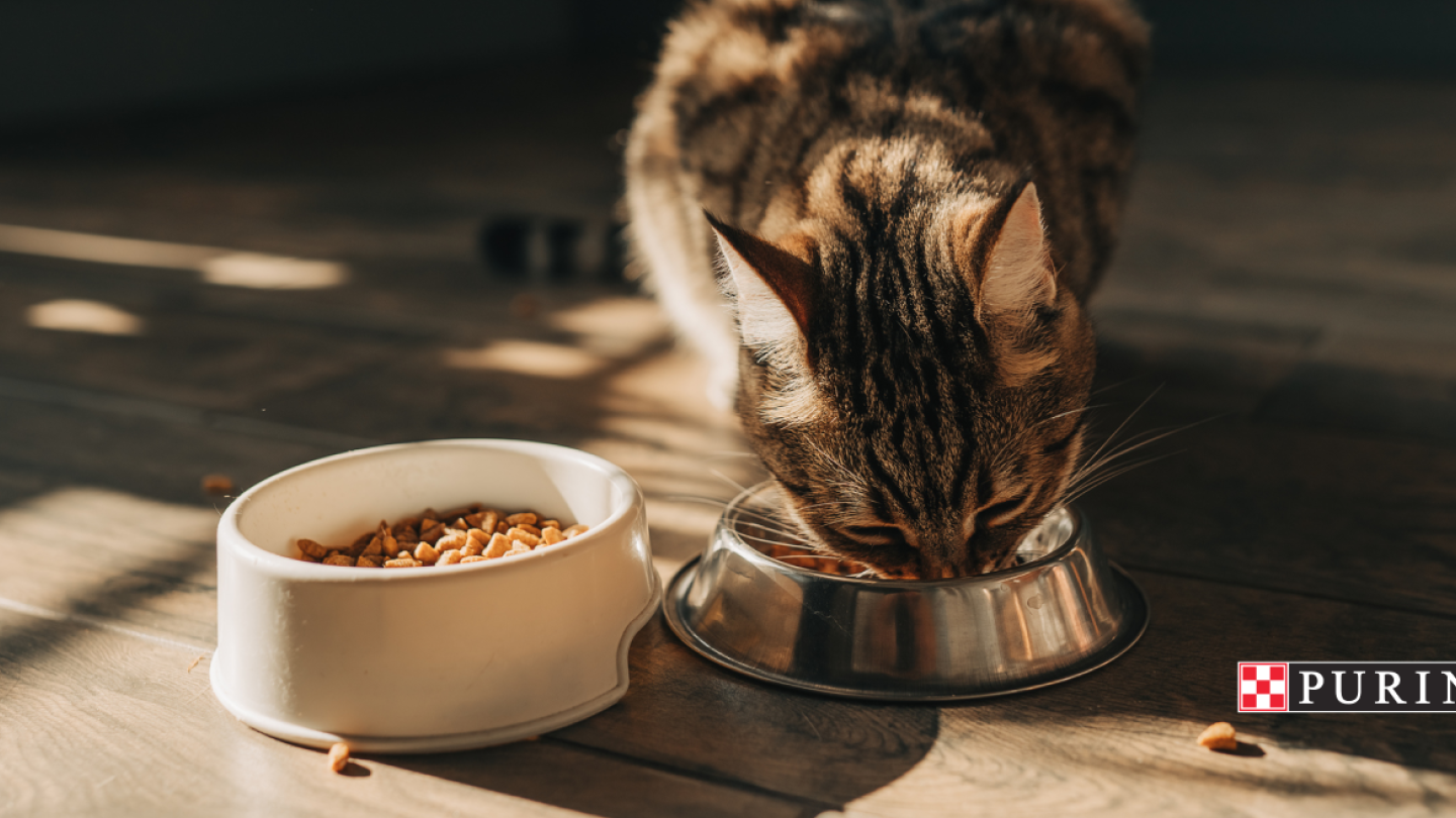 Katzenfutter gratis testen