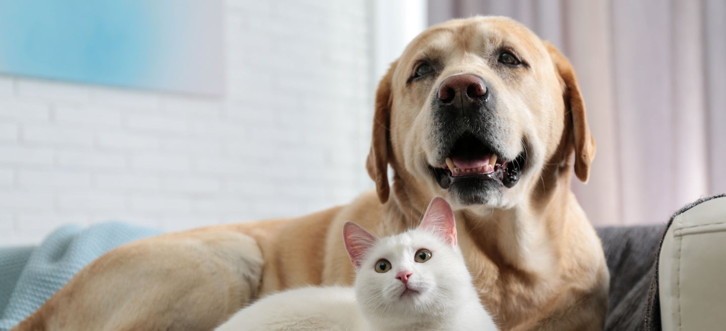 Beiger Hund und weiße Katze sitzen zusammen erwartungsvoll auf einer Couch