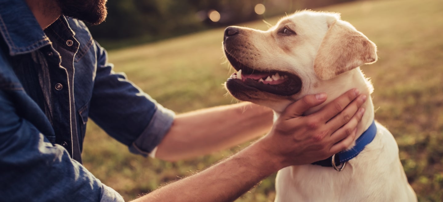 Hund mit Mann auf einem Feld im Sonnenuntergang