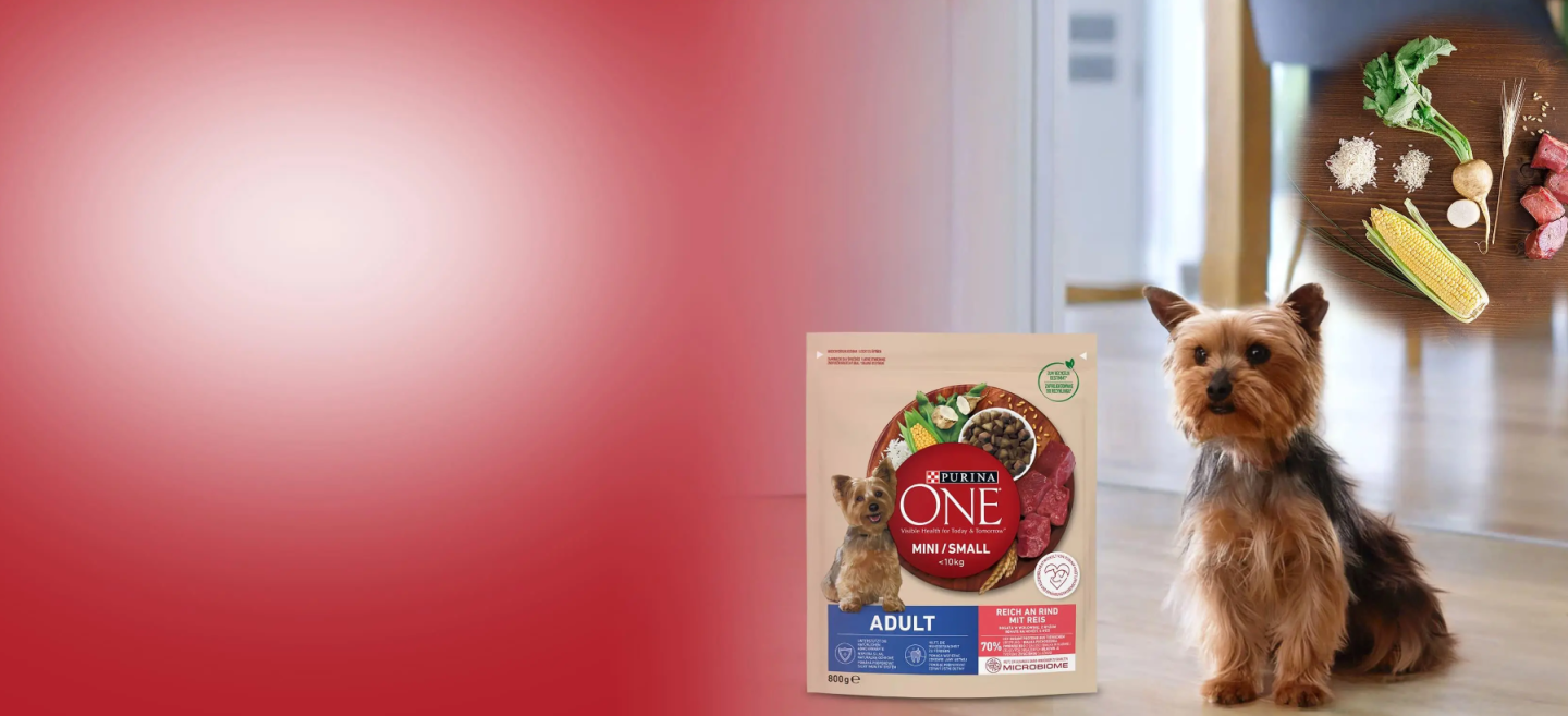 Yorkshire Terrier sitzt neben einer Packung des Purina Hundefutters &quot;Purina One mini/small&quot;
