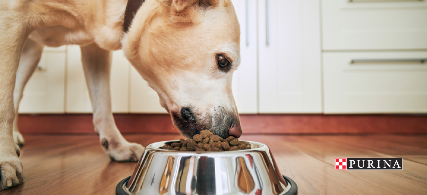 Hundefutter