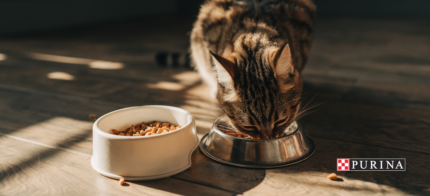 Katzenfutter gratis testen